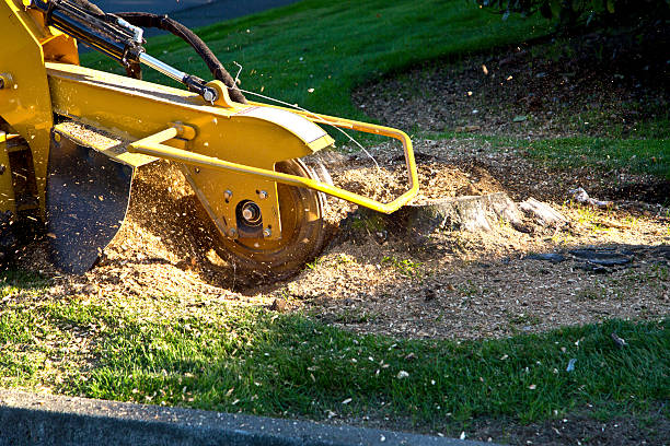 How Our Tree Care Process Works  in  Oquawka, IL